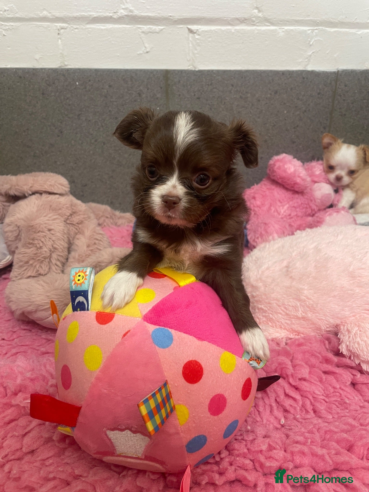 Chihuahua dogs Beautiful kc-reg longcoat Chi-babies 💖🌟💖 - Advert 15