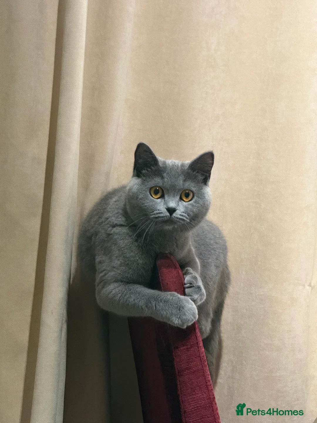 British Shorthair cats for sale: British Shorthair cat - Advert 8