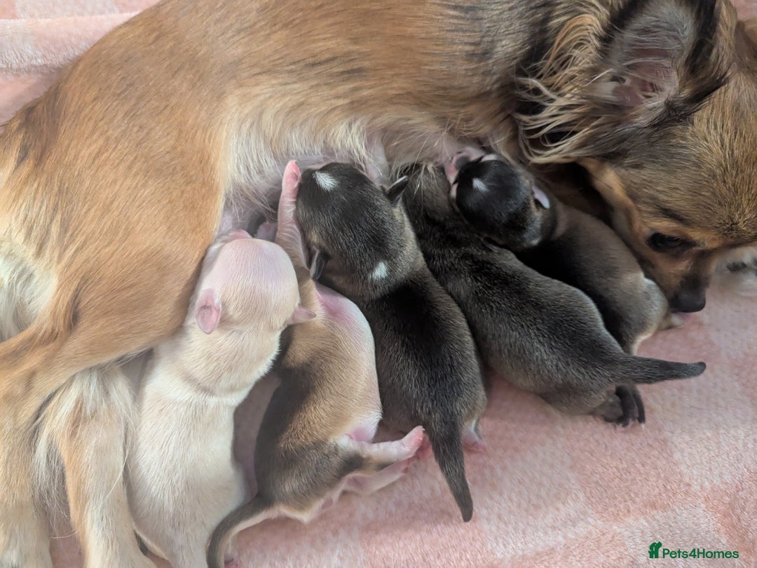Chihuahua dogs for sale: Beautiful Chihuahua puppies  - Image 9