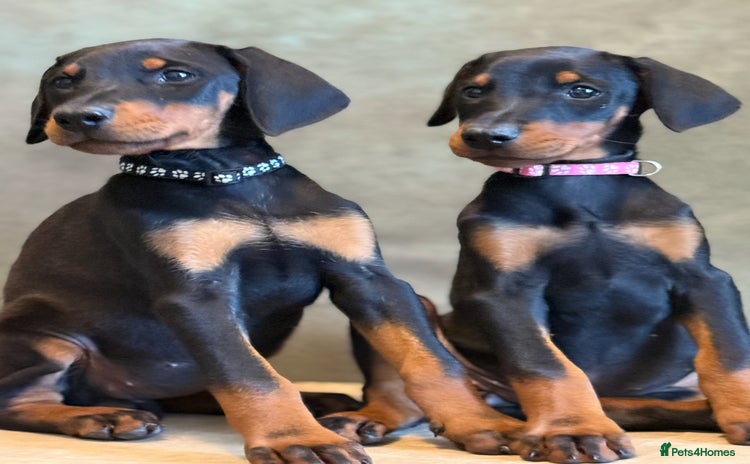 Dobermann dogs - Advert 14