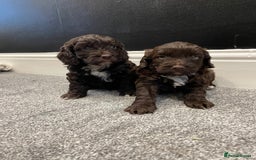 Cockapoo dogs for sale: Chocolate and tan cocker poo puppy’s for sale  - Image 4