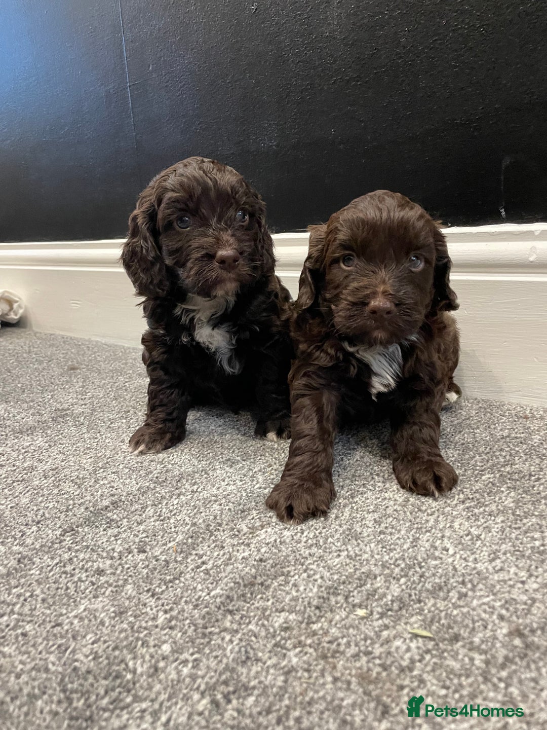 Cockapoo dogs for sale: Chocolate and tan cocker poo puppy’s for sale  - Image 4