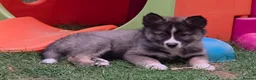 Siberian Husky dogs for sale: PLEASE READ THE DESCRIPTION CAREFULLY. - Advert 20