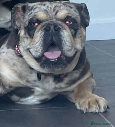 English Bulldog dogs Merle female english bulldog - Advert 13