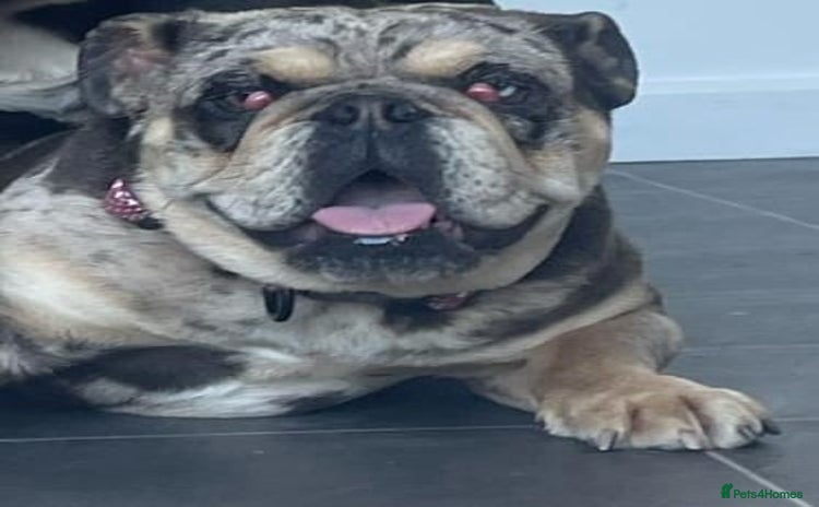 English Bulldog dogs Merle female english bulldog - Advert 1
