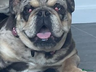 English Bulldog dogs Merle female english bulldog - Advert 2