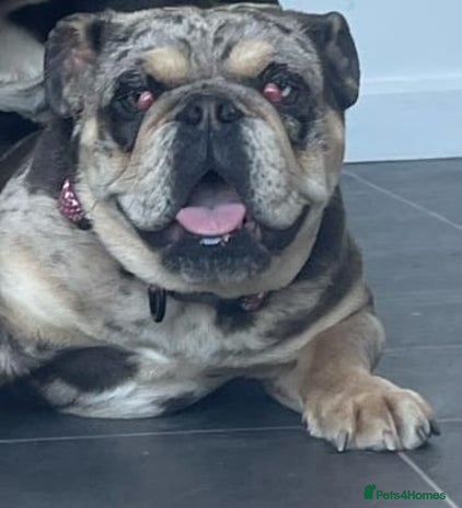 English Bulldog dogs Merle female english bulldog - Advert 1
