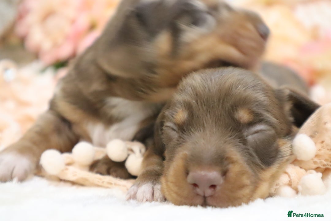 Miniature Dachshund dogs for sale: KC Miniature Dachshund Puppies - Image 8