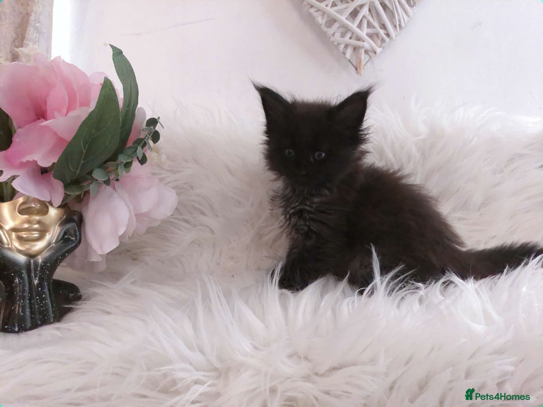 Maine Coon cats for sale: 2 kittens left In Search of Loyal Human Servant - Image 4