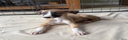 Whippet dogs for sale: Gorgeous whippet puppies for sale - Advert 3