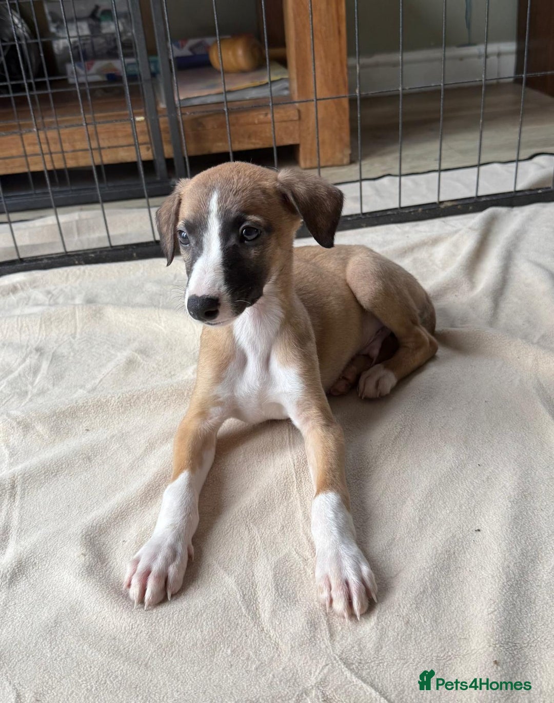 Whippet dogs for sale: Gorgeous whippet puppies for sale - Advert 3