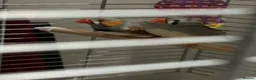Finches birds for sale: Male and female zebra finches for sale  in Burton-on-Trent - Advert 5