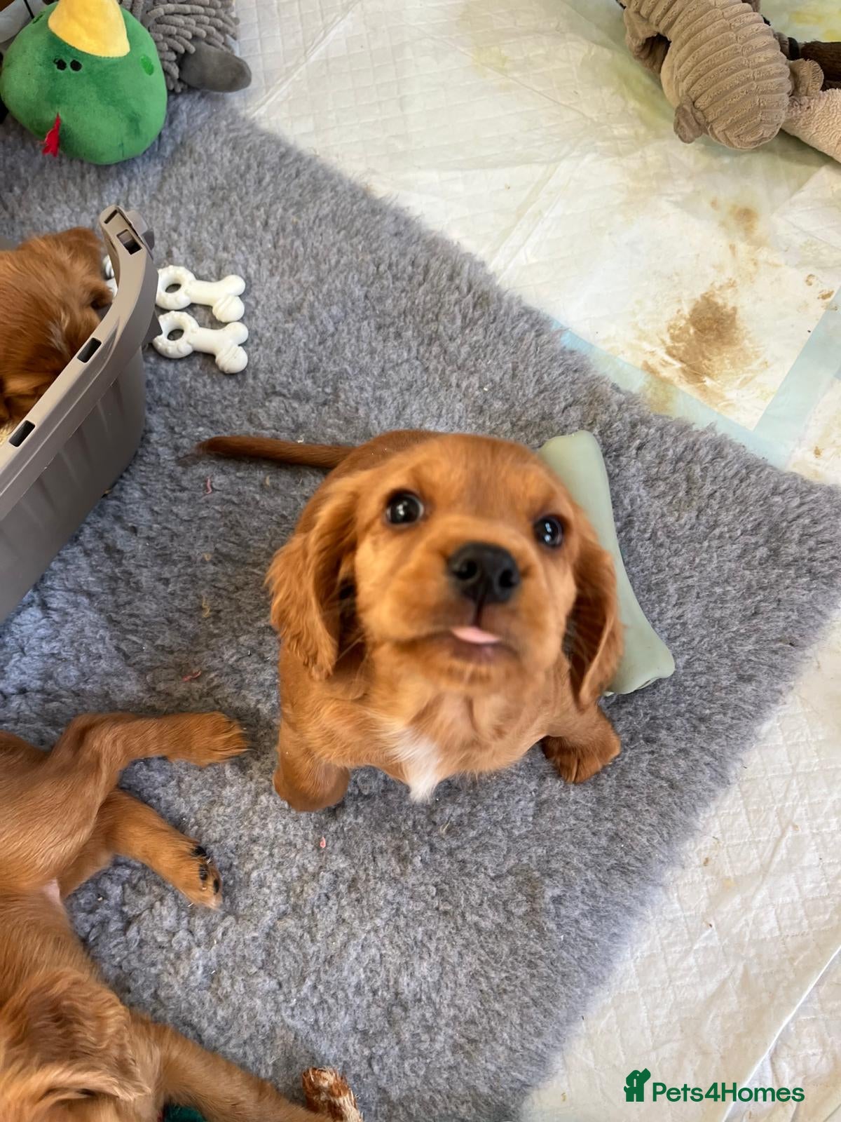 Mixed Breed dogs Cockerliar puppies - Advert 2