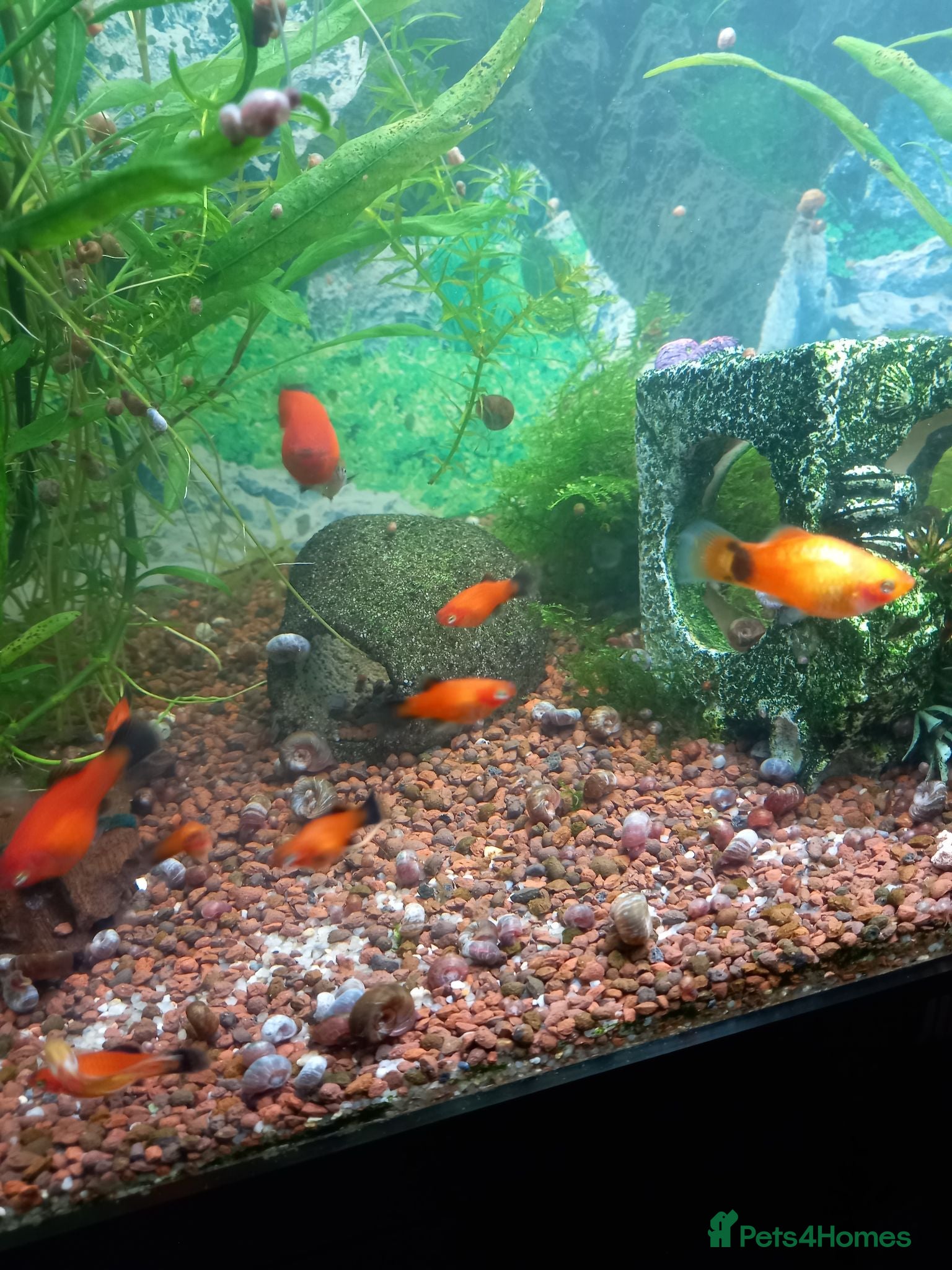 Platies fish Platy fish  - Advert 2