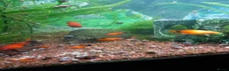 Platies fish for sale: Platy fish  in Holt - Advert 2