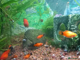 Platies fish Platy fish - Advert 2