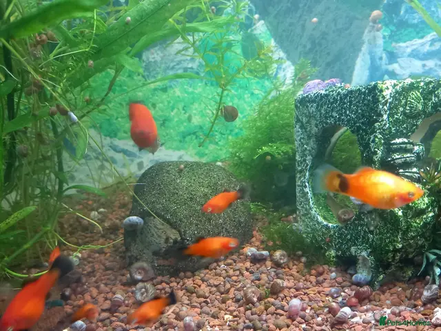 Platies fish Platy fish - Advert 2