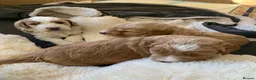 Double Doodle dogs for sale: ⭐️Premium Multi gen Double Doodle puppies - Advert 12