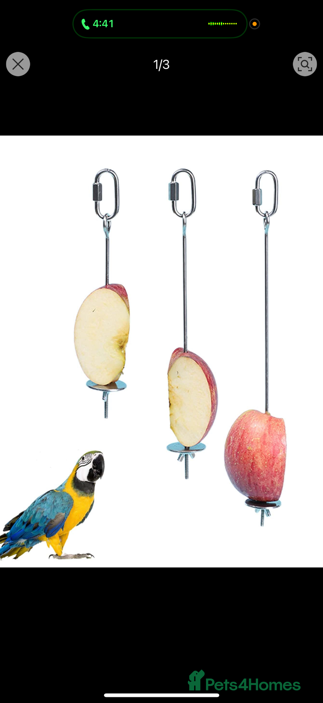 Budgerigars birds for sale: Budgie for sale  - Image 8