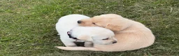 Labradoodle dogs for sale: Beautiful labradoodle puppies smart and gently in Fraserburgh - Advert 17