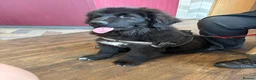 Mixed Breed dogs for sale: Gorgeous Newfoundland Shepherd Girl - Advert 10