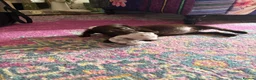 Cockapoo dogs for sale: Cocker spaniel puppies💕 - Advert 6