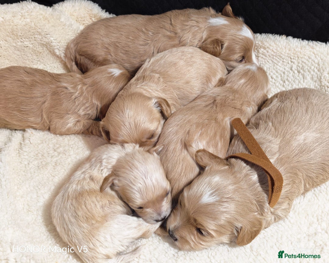 Maltipoo dogs for sale: Miniature Maltipoo Ready to leave soon - Advert 2