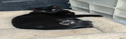 Mixed Breed cats for sale: Gorgeous Long Haired Tuxedo and Black Kittens - Advert 2