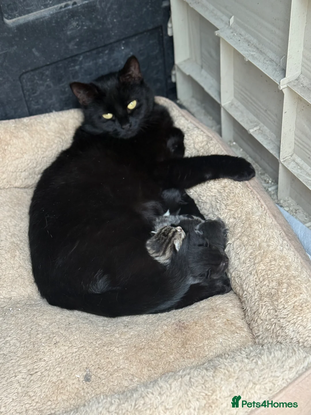 Mixed Breed cats for sale: Gorgeous Long Haired Tuxedo and Black Kittens - Advert 2