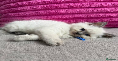 Ragdoll cats - Advert 6