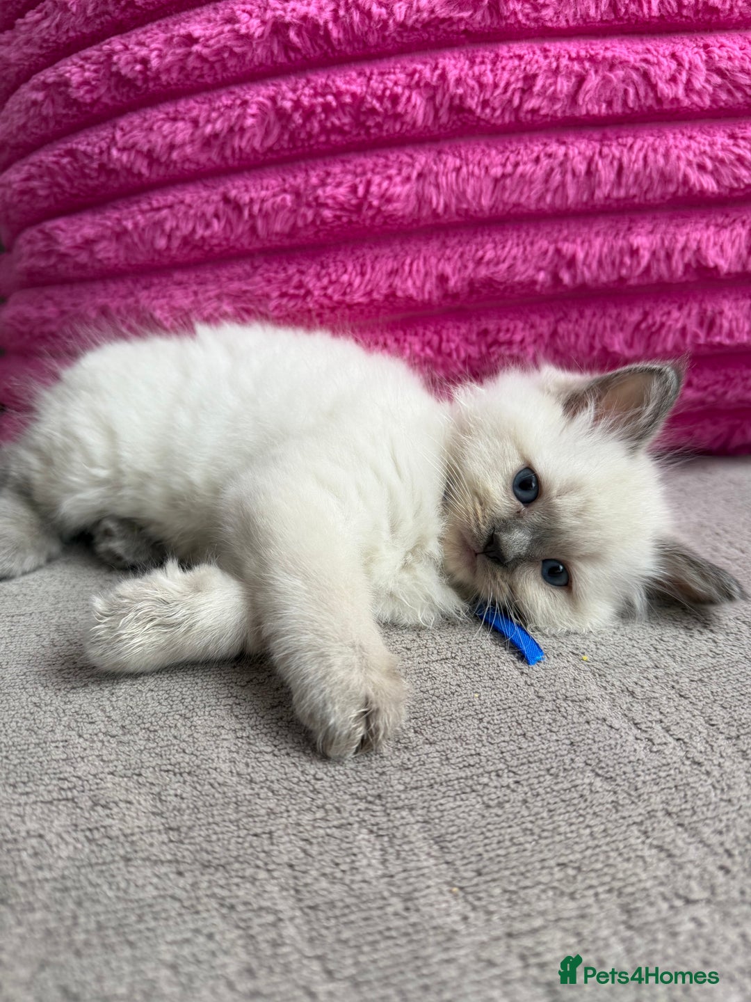 Ragdoll cats for sale: Ragdoll Kittens - Image 2