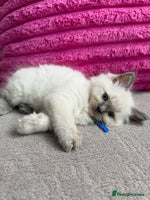 Ragdoll cats - Advert 9