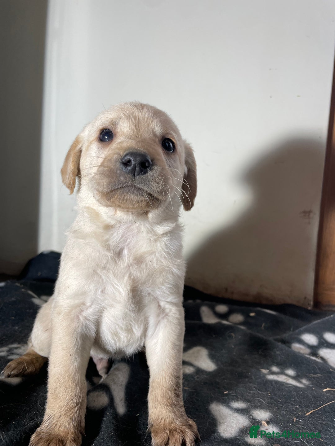 Labrador Retriever dogs for sale: Stunning chunky Labrador pups  - Advert 31