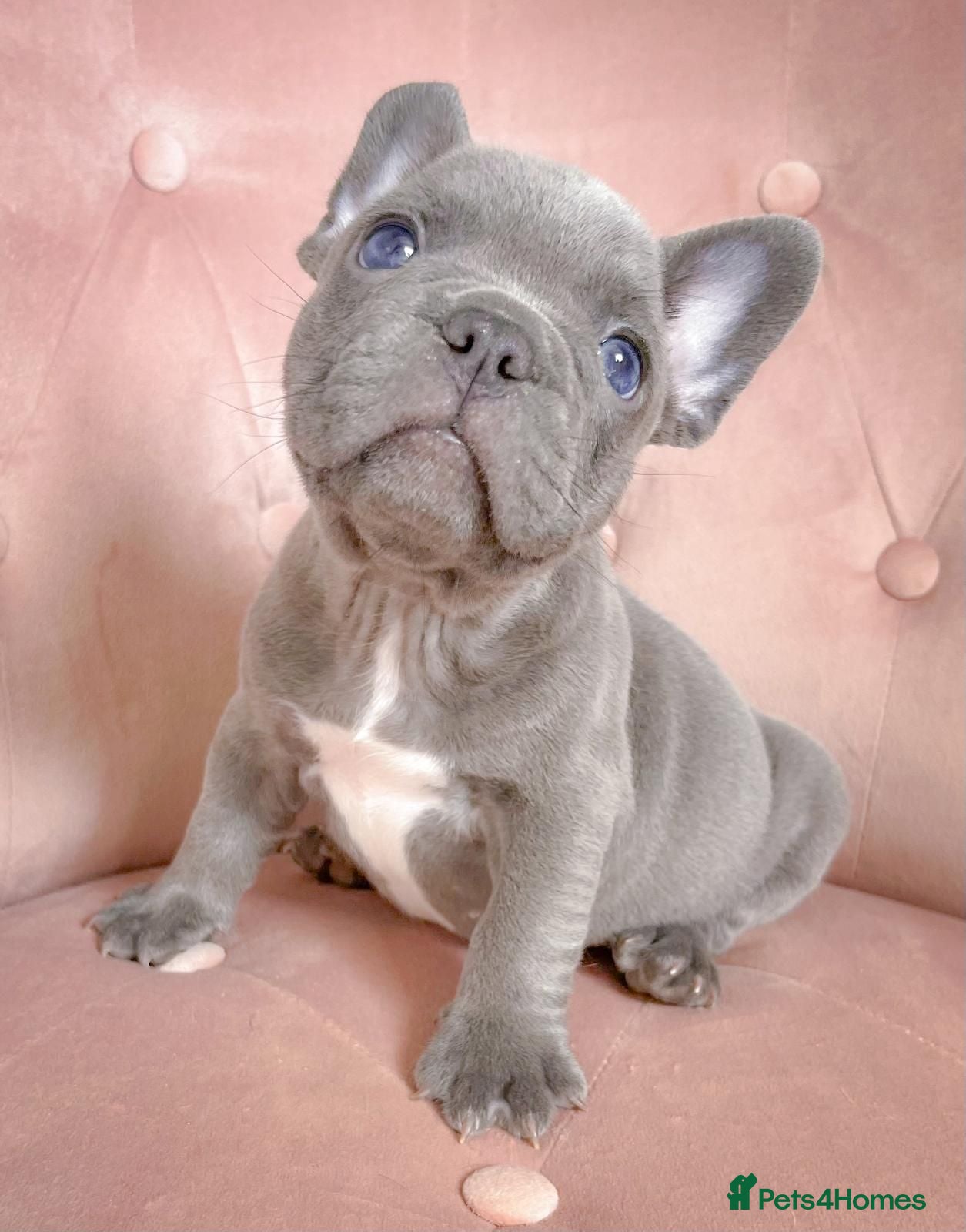 French Bulldog dogs 🐶BEAUTIFUL PUPPIES🐶 - Advert 1
