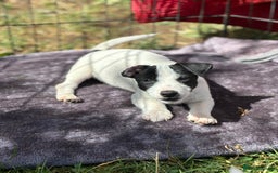 Jack Russell dogs for sale: Last two beautiful Jack Russell bitches - Image 6