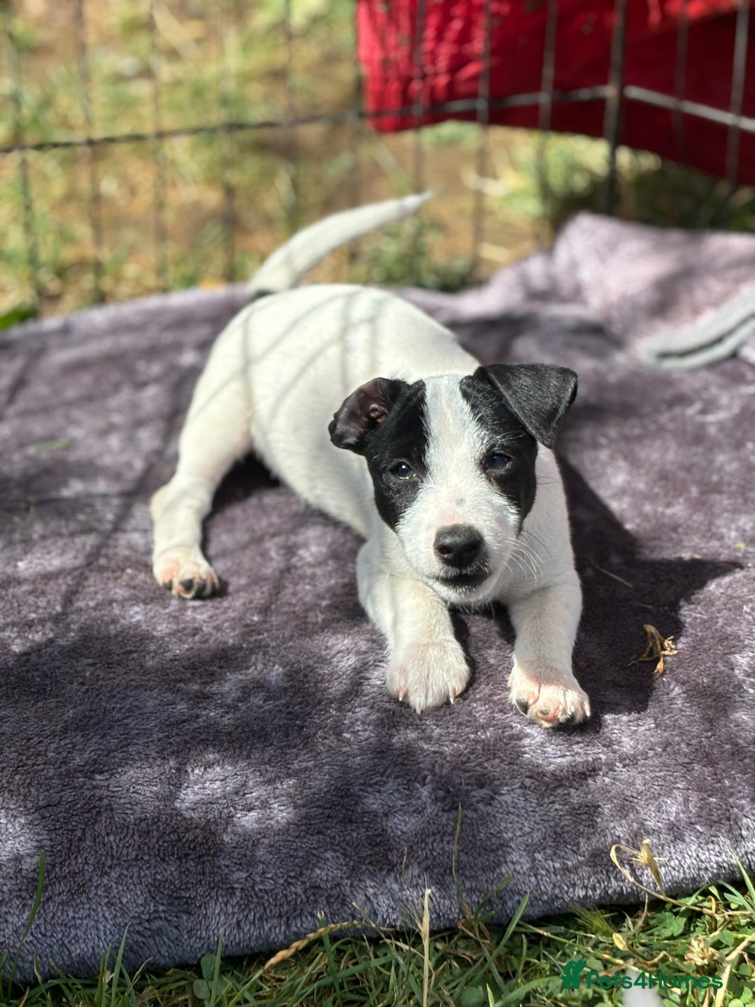 Jack Russell dogs for sale: Last two beautiful Jack Russell bitches - Image 6