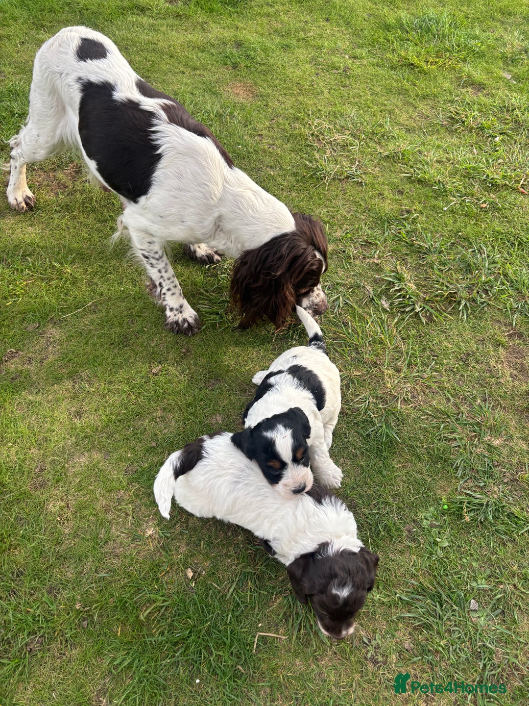 Cockapoo dogs for sale: F1 beautiful puppies 🤍 - Image 3