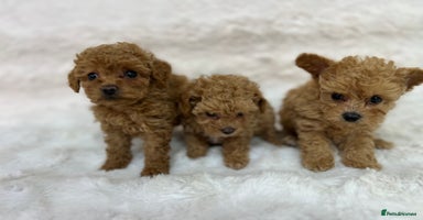 Maltipoo dogs - Advert 9