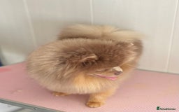 Pomeranian dogs for stud: 💜🧡Lilac & tan KC stud Benji champions in line  in Guildford - Image 1