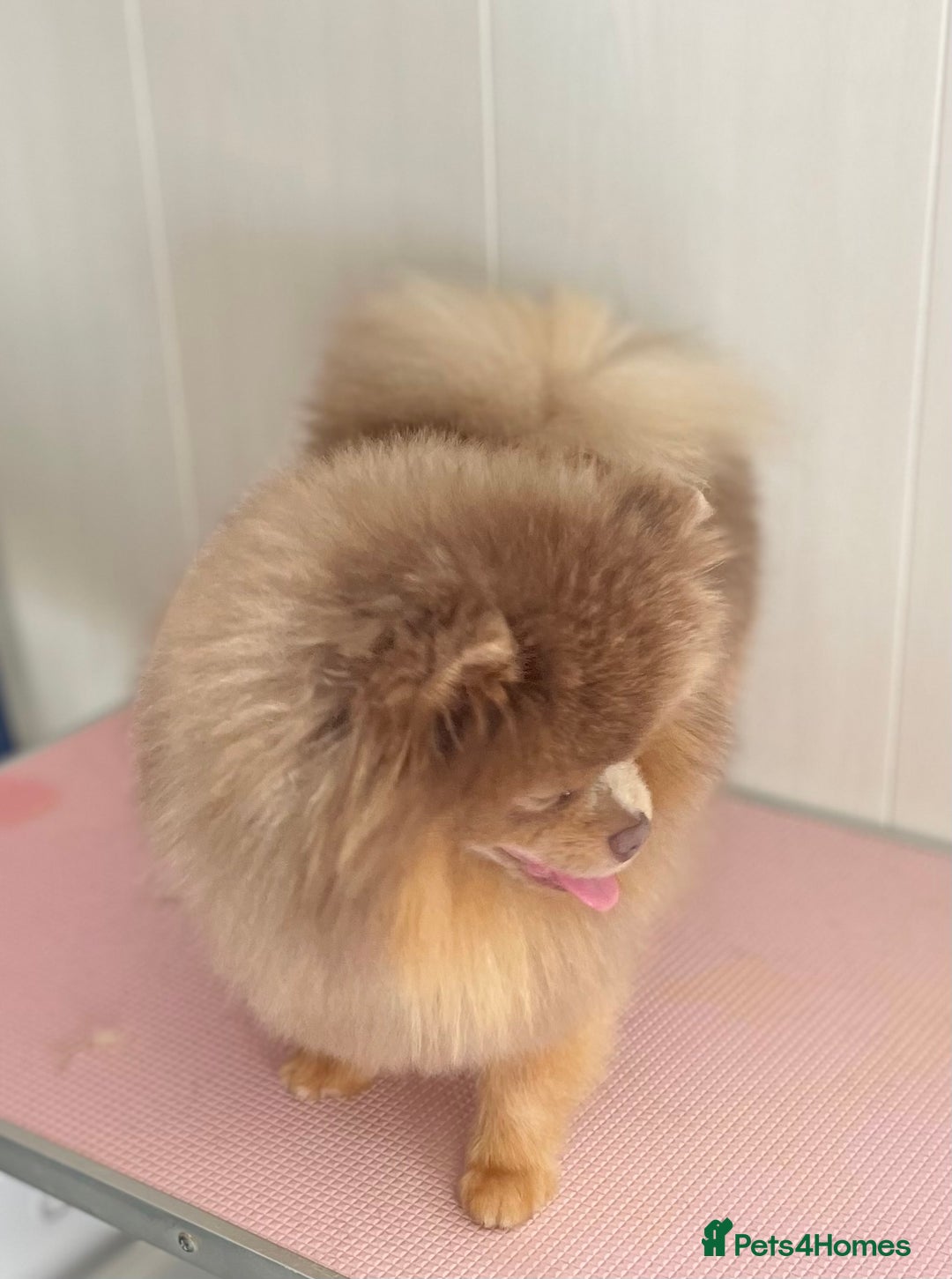 Pomeranian dogs for stud: 💜🧡Lilac & tan KC stud Benji champions in line  in Guildford - Image 1