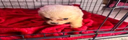 Pomchi dogs for sale: Pomchi puppy’s  - Advert 3