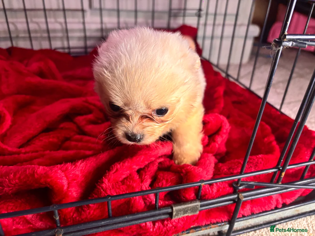 Pomchi dogs for sale: Pomchi puppy’s  - Advert 3