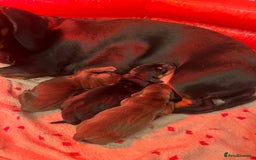 Miniature Dachshund dogs for sale: Adorable Miniature Dachshunds! KC REG, PEDIGREE - Image 2