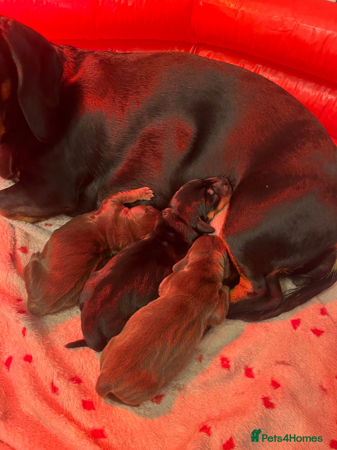 Miniature Dachshund dogs for sale: Adorable Miniature Dachshunds! KC REG, PEDIGREE - Image 2