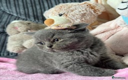 British Shorthair cats for sale: Gorgeous Champions line British Shorthair - Image 2