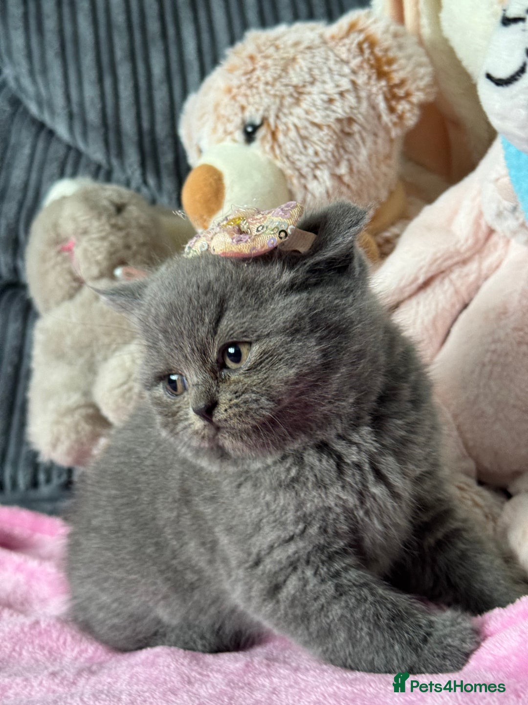 British Shorthair cats for sale: Gorgeous Champions line British Shorthair - Image 2