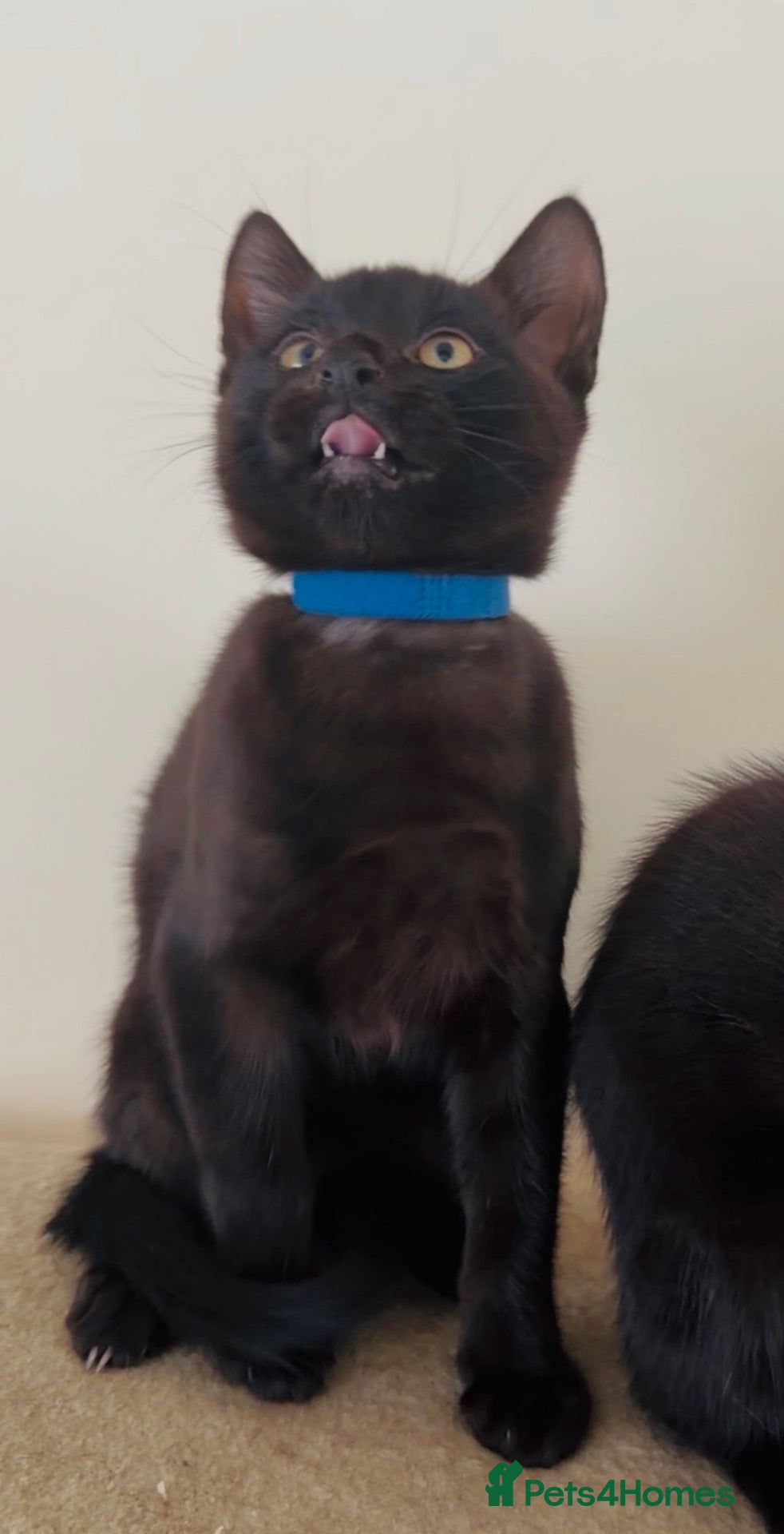 Mixed Breed cats Precious Slinky Fur Babies - Advert 10