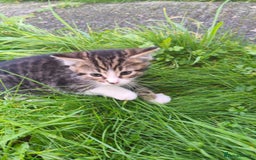 Domestic Shorthair cats for sale: Adorable Kittens Looking for Loving Homes 🐾 - Image 15