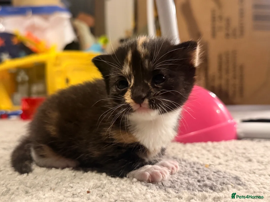 Mixed Breed cats for sale: Kittens for sale  - Advert 2