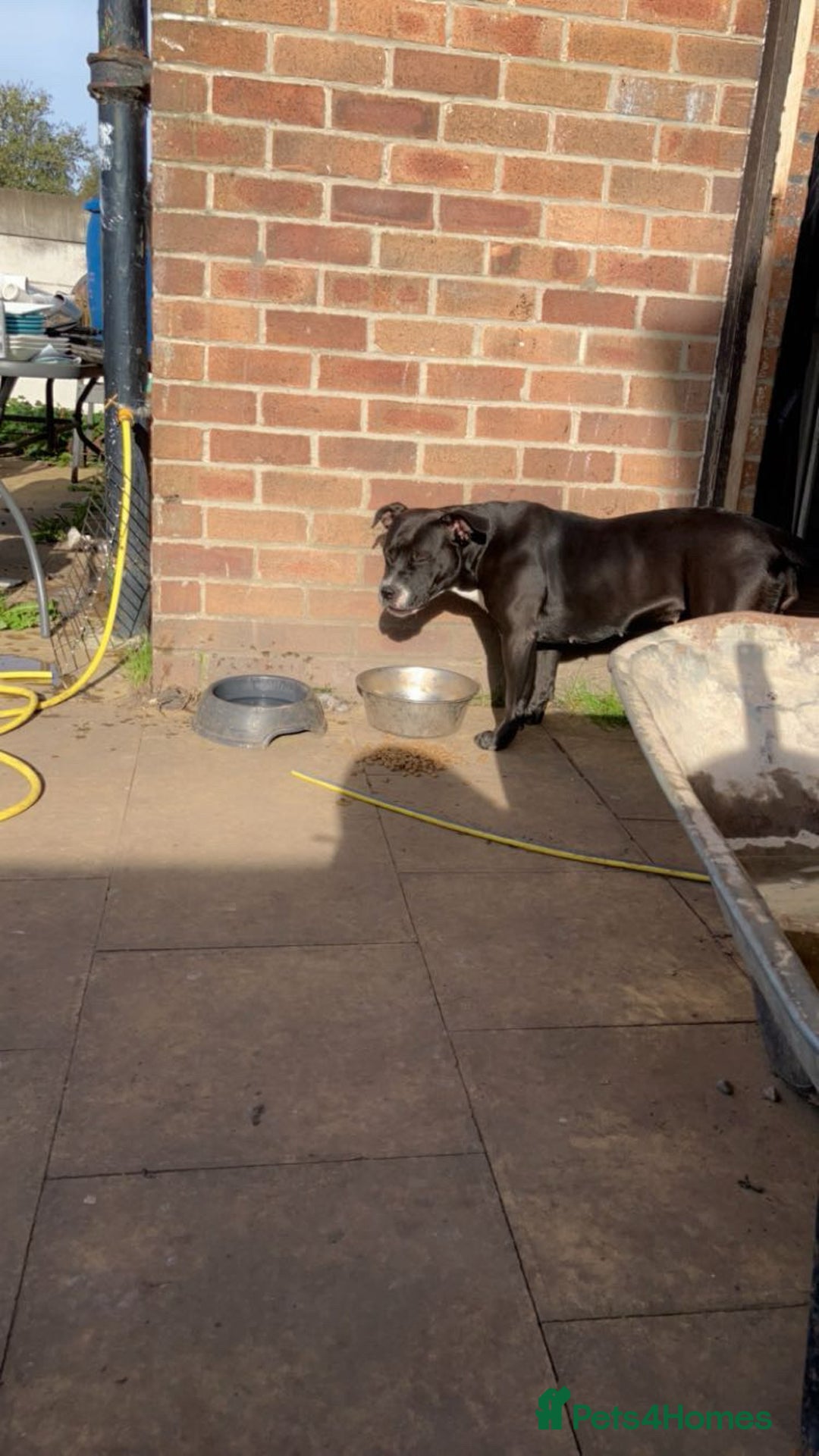 American Bull Staffy dogs for sale: Beautiful American bulldog x staff puppies   - Image 40